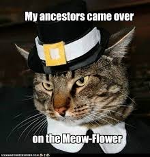 Another Great Seasonal Funny Thanksgiving Memes Cats Funny Thanksgiving