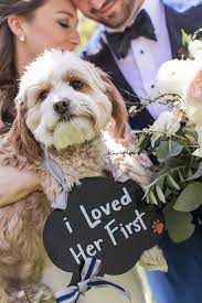 Catch Up Vue Photography Wedding Pets Pets Wedding