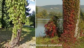 Image result for Parthenocissus quinquefolia