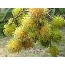 Kristal gula batu dapat dibentuk di benang ataupun tongkat kayu. Rambutan Gula Batu Pokok Rambutan Gula Batu Shopee Malaysia