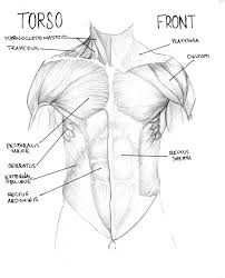 Working as a team, these muscles contract to flex, laterally bend, and rotate the torso. Muscles Of The Torso Diagram Torso Muscle Diagram Front Fmdc On Deviantart Muscle Diagram Torso Muscle Anatomy
