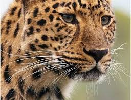 صور الفهد خلفيات وصور فهود جميلة جدا للفيس بوك والواتس اب موقع حصري Wild Cats Animals Beautiful Animals