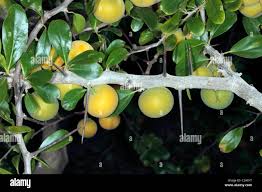 Image result for Dovyalis afra