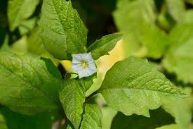 Maybe you would like to learn more about one of these? How To Grow And Care For Chinese Lantern Gardener S Path