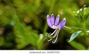 Image result for Cleome rutidosperma