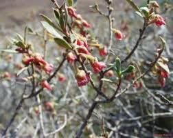 Image result for Diospyros batocana
