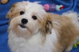 Black And White Havanese Puppy For Sale California Havanese Puppies Red Chocolate Black Gold White Havanese Puppies Havanese Puppies