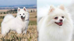 Both pomeranian and german spitz (klein) are of same height. German Spitz Vs Pomeranian Breed Differences Similarities