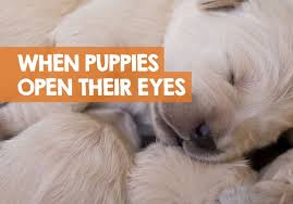 Their ears and eyes are sealed shut. When Do Puppies Open Their Eyes Fully After Being Born