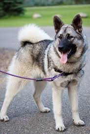 Image result for norwegian elkhound grey