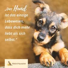 Wenn der hund dich ansieht, denkt der hund nicht, was für eine art mensch du bist. 180 Hunde Spruche Ideen In 2021 Hunde Hund Zitat Hundespruche