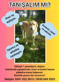 Ankara Ucretsiz Kopek Sahiplendirme