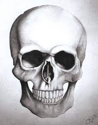 Pin On Skull Images