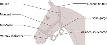 les differentes parties du licol bridon cheval citations equestres galop coloriage gratuit kangourou