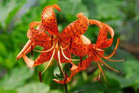 We did not find results for: Lilium Lancifolium Tiger Lily
