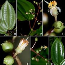 Image result for Paranecepsia alchorneifolia