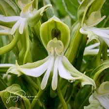 Image result for Bonatea antennifera