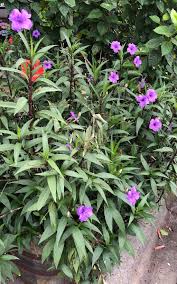 Image result for Ruellia praetermissa