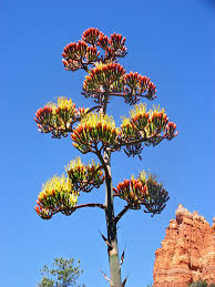 Staff believe it will remain in bloom for about a month before dying. Flowering And Its Trigger In Genus Agave Gardenriots