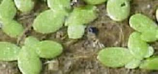 Aus einer biogenen entkalkung resultieren. Wassermoos Biologische Entkalkung Entzieht Dem Teichwasser Kalk Das Garten Lexikon Der Pflanzenfamilien Von Floristik24