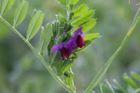 Image result for Aeschynomene multicaulis