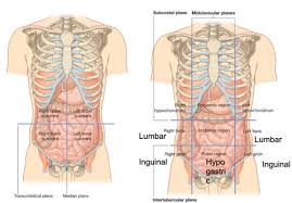 They help in moving our neck flexibly and protect the pharynx and tonsils area. Clinical Anatomy Lecture 9 Anterior Abdominal Wall Flashcards Quizlet