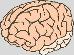 Human Brain Outline Ppt Backgrounds For Powerpoint Templates Human Brain Outline Ppt Pictures Human Brain Outli Brain Drawing Clip Art Great Minds Think Alike