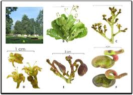 Image result for Anacardium