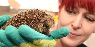 Volunteers needed for Emma's Hedgehog Hotel