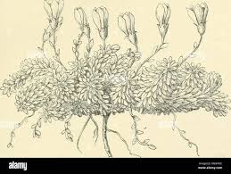 Image result for Emilia caespitosa