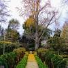 Generally the height and spread of trees is given when they reach 30 years of age. 1