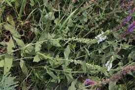 Image result for Achyrospermum schimperi