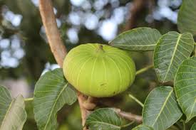 Image result for Hura crepitans