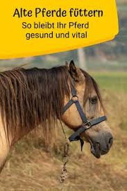 Doch wann ist das pferd zu alt dafür und wie alt kann es überhaupt werden? 780 Pferd Fit Ideen Pferd Pferdetraining Pferde Training