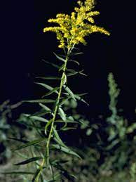 Solidago Odora Anisescented Or Sweet Goldenrod Coastal Decor Coastal Architecture Coastal Design