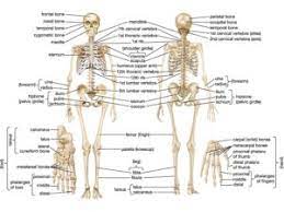 Skeletal System Parts Structure Functions Bones Videos Examples