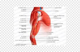 Distal biceps tendon rupture : Shoulder Ischiocavernosus Muscle Arm Anatomy Arm Text Hand People Png Pngwing