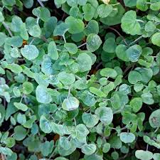 Image result for Parietaria debilis