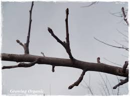 A single plant may consist of hundreds of fleshy, flattened pads. Growing Organic Where Does The Fruit Grow Identifying Apple And Pear Buds