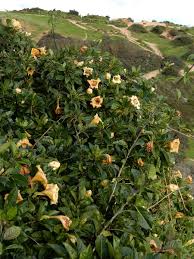 Image result for Solandra maxima