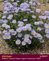 Image result for Maranthes floribunda