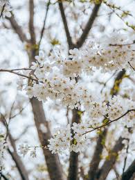 Maybe you would like to learn more about one of these? Cherry Blossoms In Chicago Talia S Bucketlist