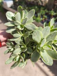 Image result for Crassula globularioides