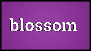 Blossom meaning, definition, what is blossom: Blossom Meaning Youtube