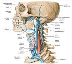 Bodytomy elaborates more on the anatomy of the human pancreas. Surgical Anatomy Of The Neck Neck Surgery