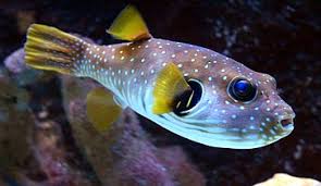 Get great deals on ebay! Tetraodontidae Wikipedia