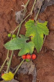 Image result for Zehneria scabra