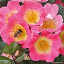 Maybe you would like to learn more about one of these? Topolina Nectar Garden Collections Garden Roses Rosen Kordes
