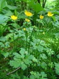 Ranunculus Repens Creeping Buttercup Ranunculuaceae Plants Herbs Ranunculus