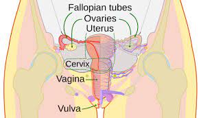 Cervix Wikipedia